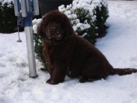 Teddy in de sneeuw