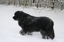 Roslyn in de sneeuw.