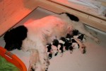 Dancer is vandaag papa geworden van 9 puppy's!!