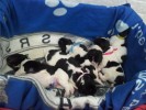Dancer is weer papa geworden  van 6 mooie puppy's Geboren 21-07-2012