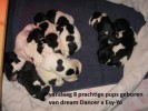 op 15 -11-2012 zijn er  8 prachtige pups geboren  van Dream Dancer x Esa-Yo