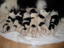 6 mooie puppy's geboren!! 8-9-2013