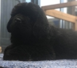 puppy van Wermud 7 weken (kennel v. het Paviljoentje)