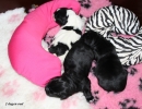 3 mooie puppy\'s!