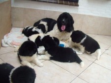Mama Reina speelt heel graag met haar pups