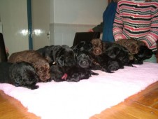 de pups van Zhoraya 18 dagen oud  de 3 bruine teefjes zijn: Gilia Olivia,Georgina en Gemma