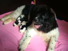 Reina met haar pasgeboren puppy's.