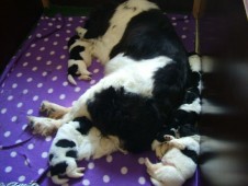 Reina met haar puppy's. 14 dagen oud.