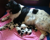 8 puppy's geboren!