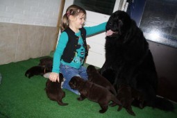 Janou met Nina en de puppy's.