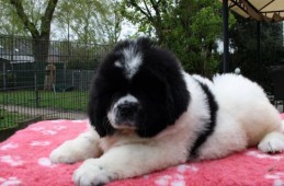 White and Black Love v. Tiroca. de pups zijn nu bijna 8 weken oud.