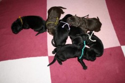 7 mooie puppy's.
