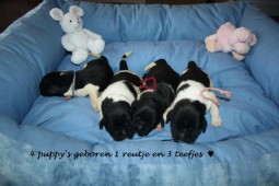 17-01-2015 4 puppy's geboren