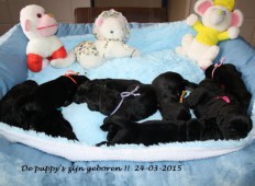 De puppy's zijn geboren!!!